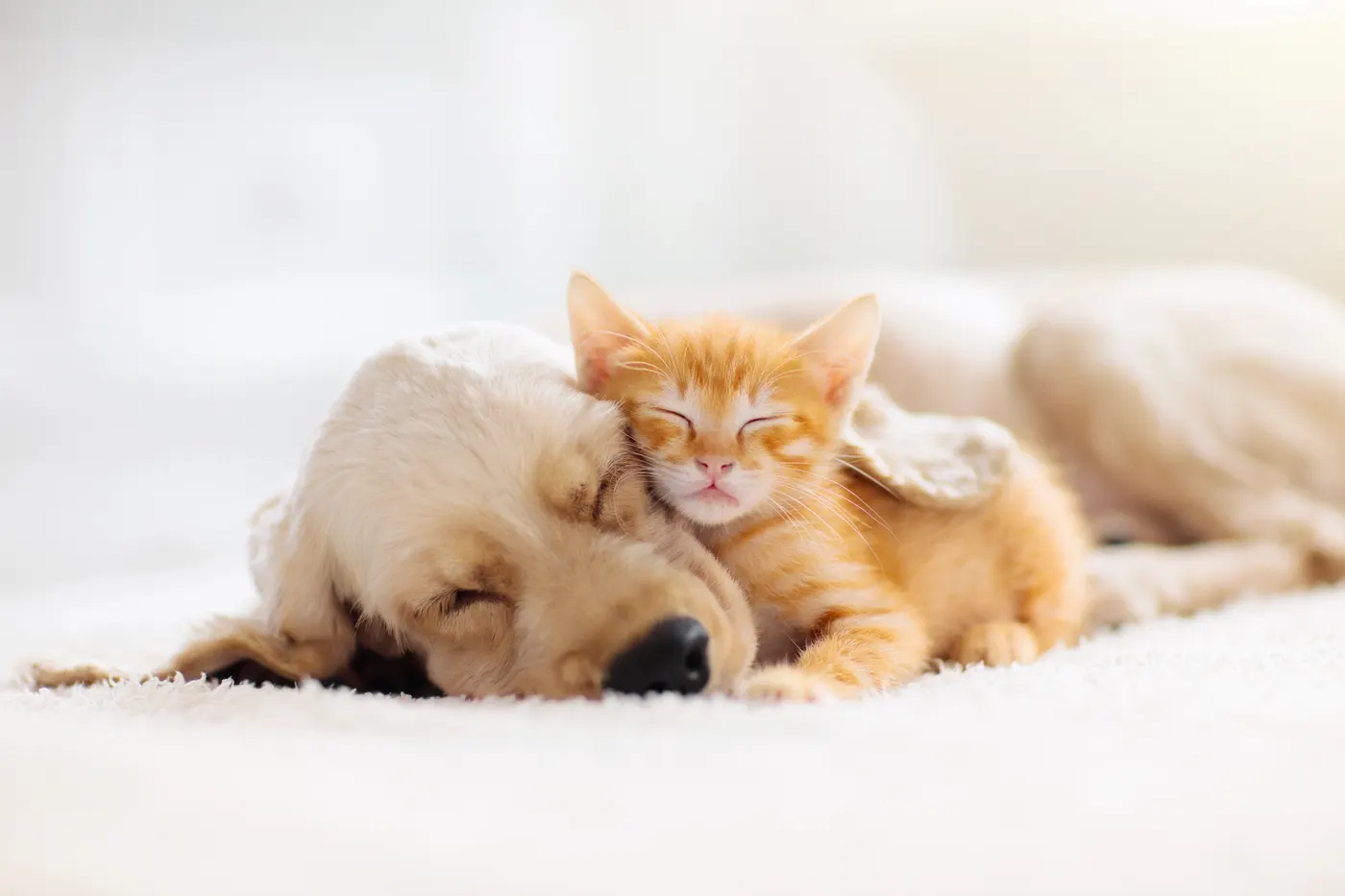 A cat and a dog sleeping close together