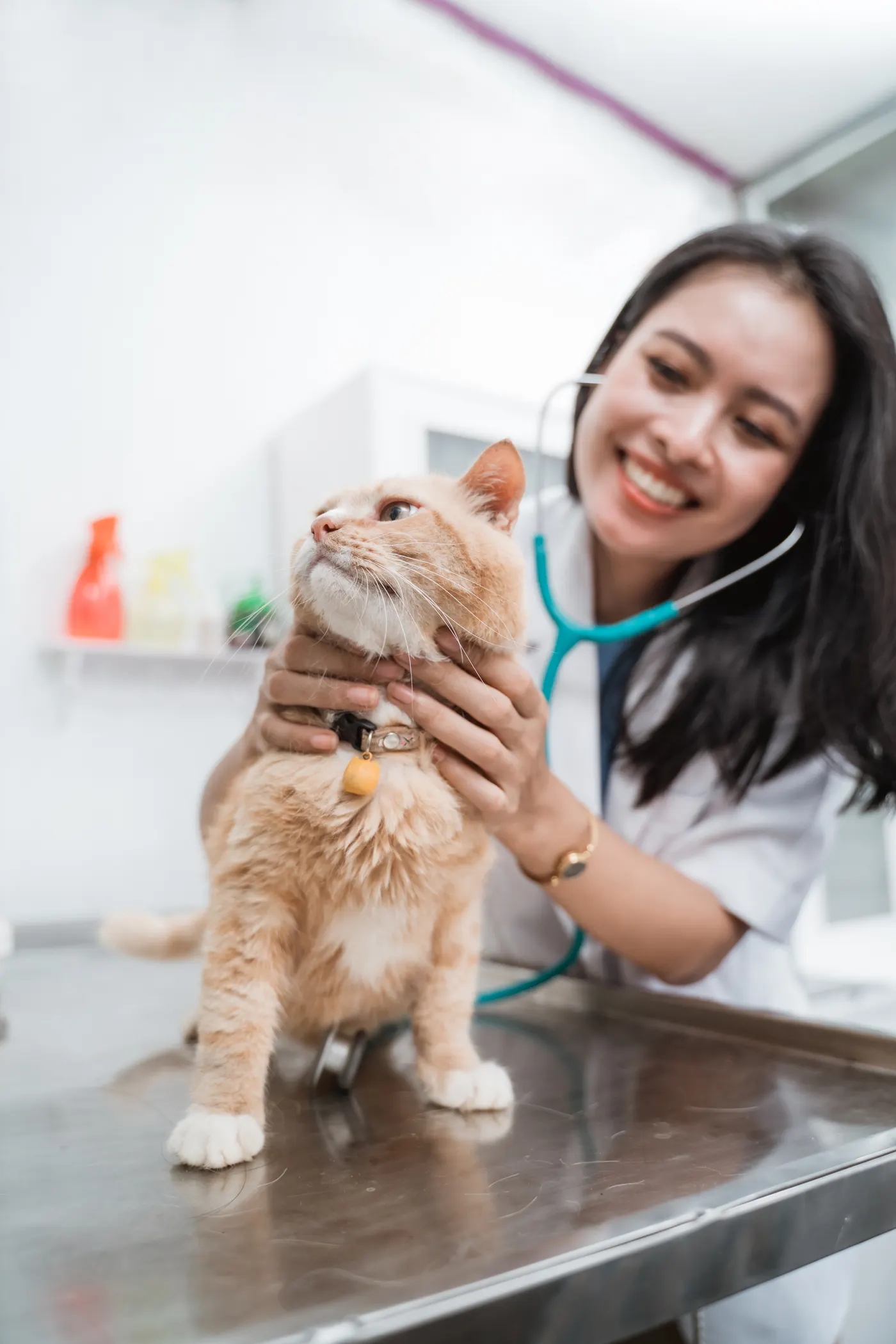 A vet inspecting a cat