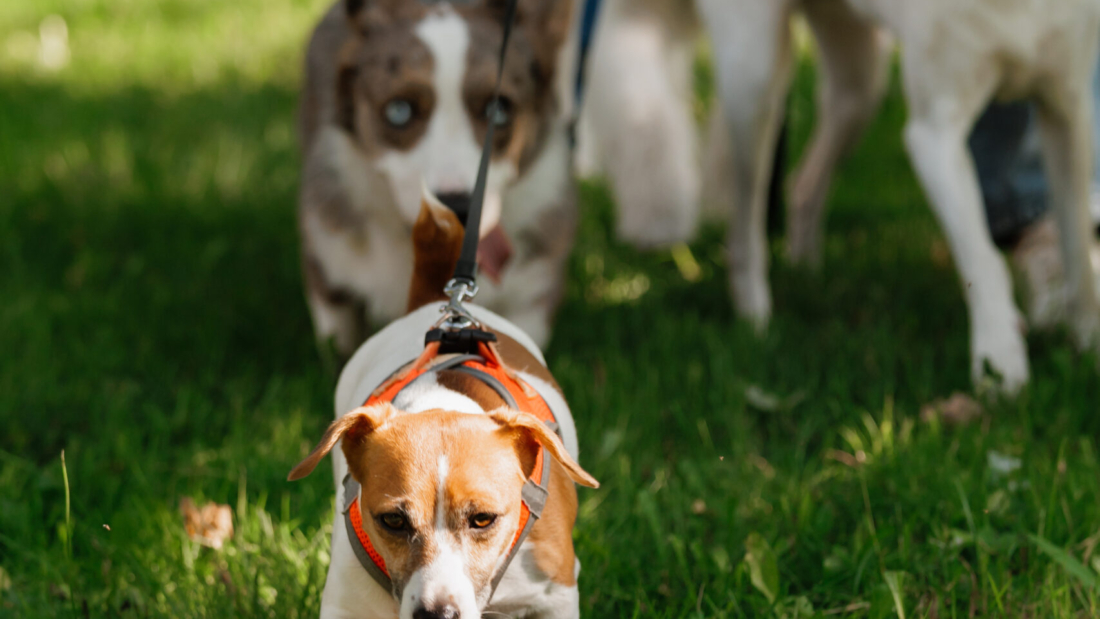 dog runs across field with other dogs. dog is wearing a red harness. Jack Russell terrier on walk with his owner in park. a sunny day and walking pack of pets