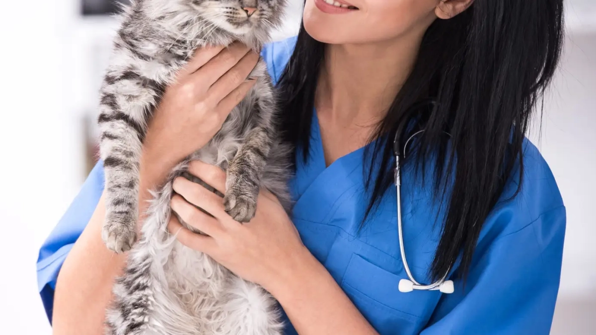 Veterinarian doctor is making a check up of a cute beautiful cat.