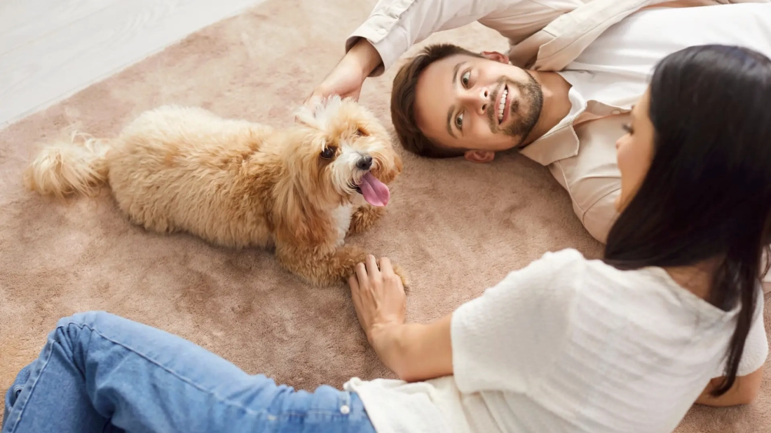 Cheerful couple lying on floor, enjoying free time at home with their cute pet. Smiling wife and husband playing with maltipoo dog on carpet, petting and relaxing with puppy in loving atmosphere.
