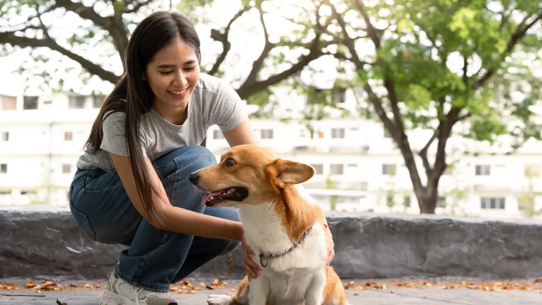 A happy woman interacts with her corgi dog in a sunny park, showcasing the bond between pets and their owners.