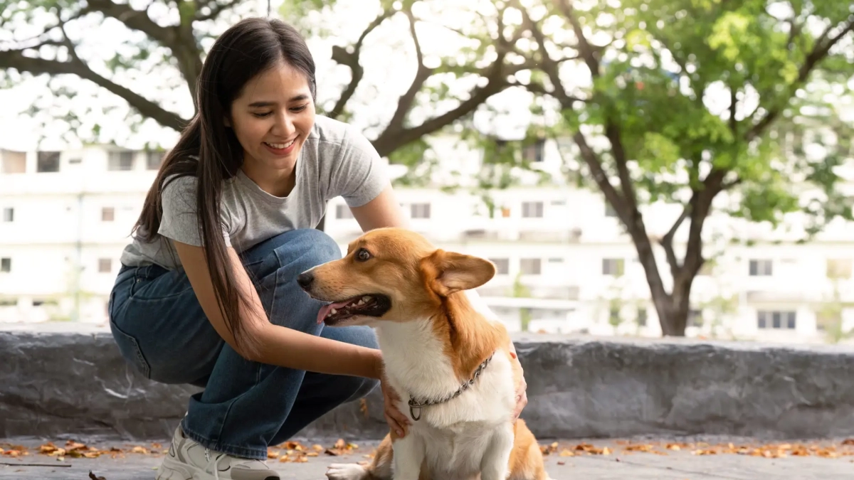 A happy woman interacts with her corgi dog in a sunny park, showcasing the bond between pets and their owners.